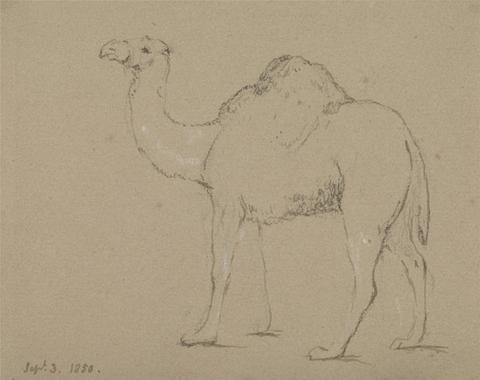 George Jones A Camel, Facing Left, Sept. 3, 1850