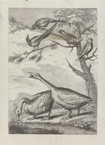 Two Geese and four other birds, a Pl. for 'A New Drawing Book...of Various Kinds of Birds the Life by Mr. Francis Barlow' 1731 (1 of 9)