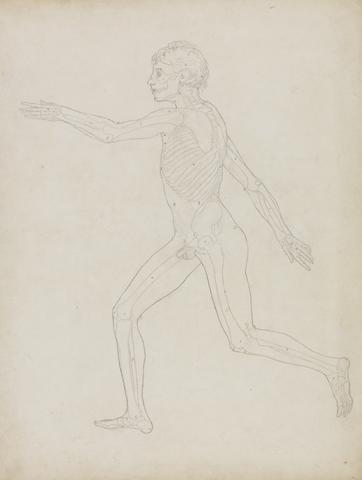 George Stubbs Human Figure, Lateral View