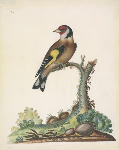 Bolton, James, active 1775-1795, artist. European goldfinch (Carduelis carduelis), from the natural history cabinet of Anna Blackburne.
