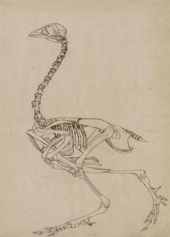 George Stubbs Fowl Skeleton, Lateral View (Study for the key figure to Table V)