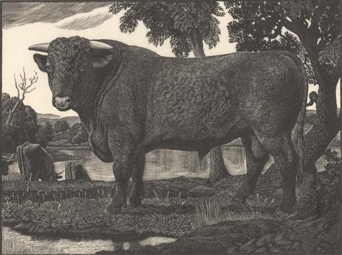 Charles F. Tunnicliffe Shorthorn Bull