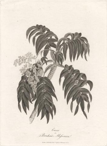 Cusso or Banksia Abissinica 1789