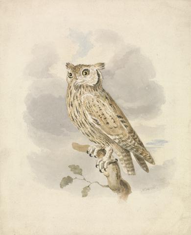 Samuel Howitt Scops Owl