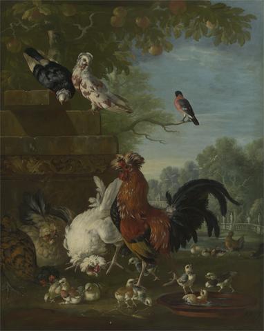 Peter Casteels Domestic cock, hens, and chicks in a park