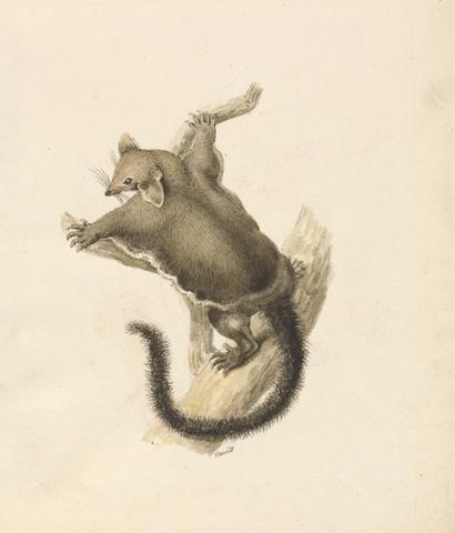 Samuel Howitt Flying Squirrel