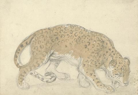 Sawrey Gilpin Study of a leopard