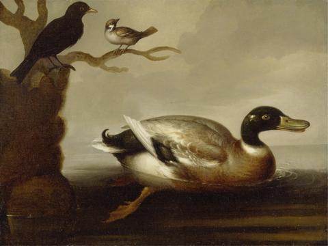unknown artist A Mallard, Black Bird and Tree Sparrow