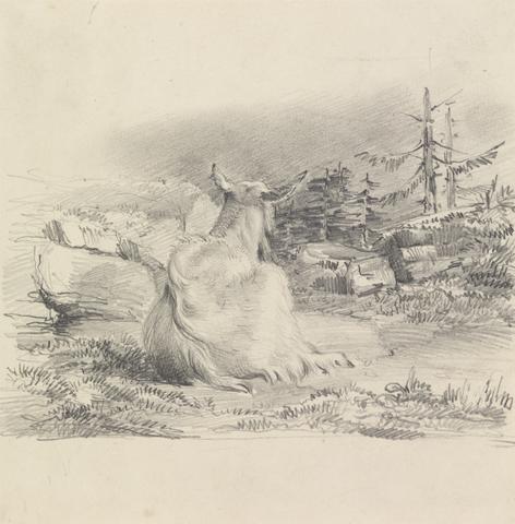 unknown artist Rear View of a Goat Lying in a Forest