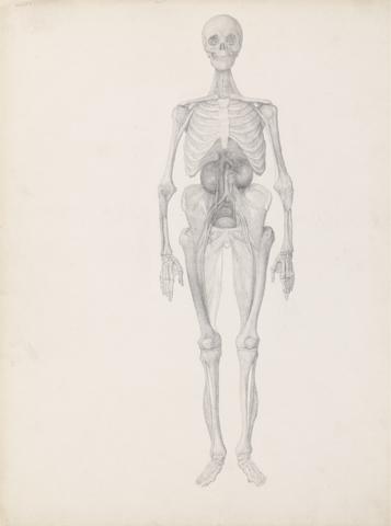 George Stubbs Human Figure, Anterior View (Finished Study of Final Stage of Dissection)