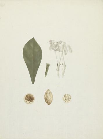 James Bruce Gardenia ternifolia Schum.& Thonn. (Jovis-Tonantis): finished drawing with additional detail of fruit