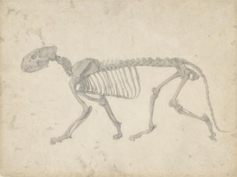 George Stubbs Tiger Skeleton, Lateral View (Finished Study for Table IV)