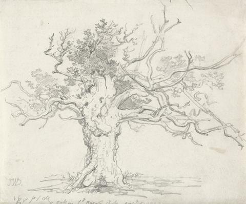 James Ward A Stunted Oak