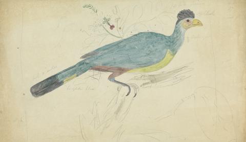 James Sowerby Great Blue Turaco