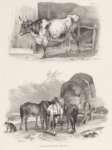 Henry Walter Untitled Images of Livestock, Plate 8