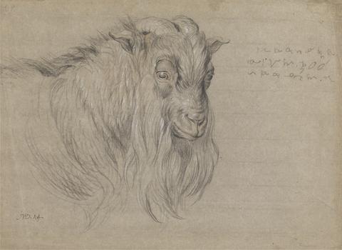 James Ward Study of the Head of a Ram
