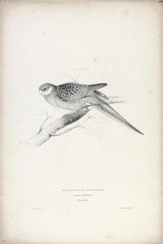 Edward Lear Platycercus Stanley II / Stanley Parrakeet (Young Male) (Plate 24)
