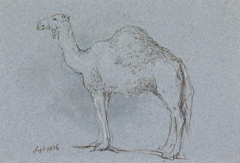 George Jones A Camel, Facing Left, Sept. 1856