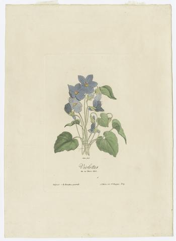 Violettes du 20 Mars 1815 / Cana fecit.