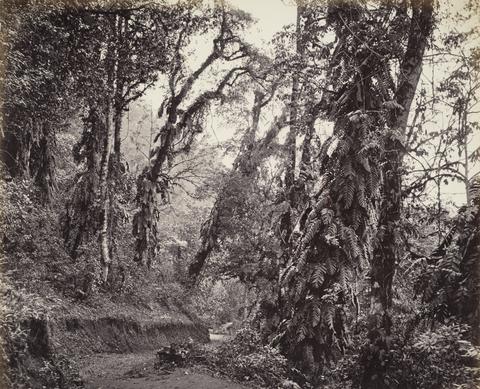 Samuel Bourne Darjeeling, Forest Scene with Creepers, with the Tukvar Road