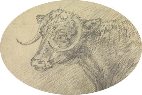 Sawrey Gilpin Head of a Bull