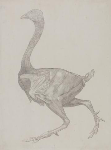 George Stubbs Fowl Body, Lateral View (Probably Prepared for Transfer to the Plate for Engraving of Table XV)