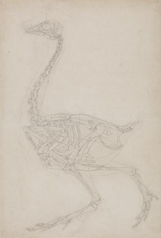 George Stubbs Fowl Skeleton, Lateral View (Probably Basic Study of the Proportions of the Fowl Skeleton Used for Other Drawings)