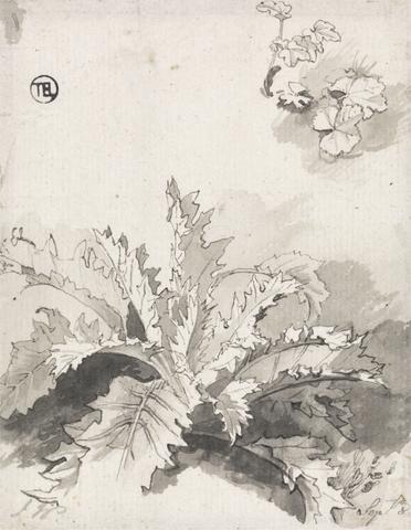 unknown artist Study of a Thistle and Other Plants, Sept. 8