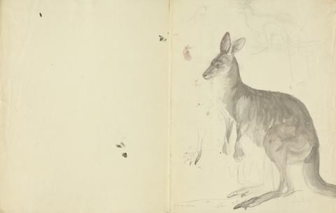 James Sowerby Two Kangaroos with Details