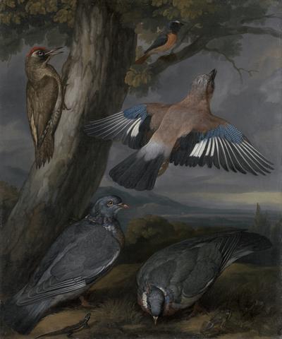Francis Barlow Jay, Green Woodpecker, Pigeons, and Redstart