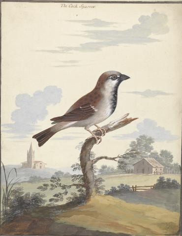 George Edwards The Cock Sparrow