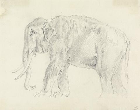 Sawrey Gilpin Study of an Elephant