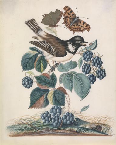 ?White-cheeked Starling (Sturnus cineraceus), with bramble (Rubus fruticosus L.), and Eurasian Comma (Polygonia c-album), both closed and open, and Seven-Spotted Ladybird Beetle (Coccinella septumpunctata) on leaf, from the natural history cabinet of Anna Blackburne.