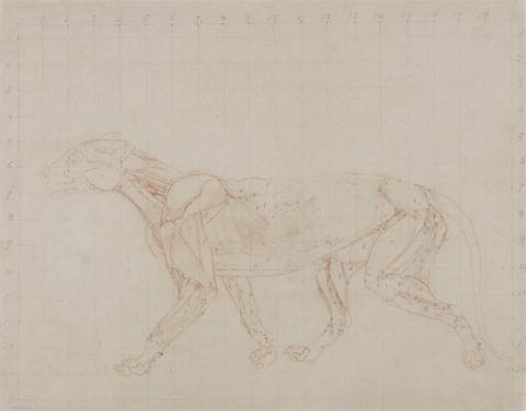 George Stubbs Tiger Body, Lateral View (Study of the fourth stage of dissection showing the deeper muscles)