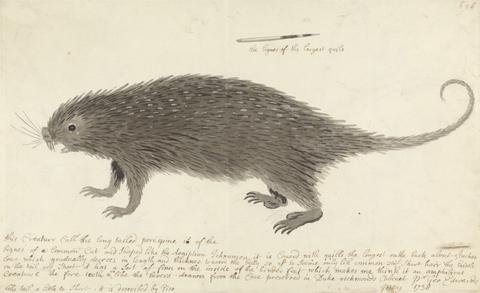 George Edwards The Long-tailed Porcupine