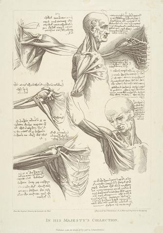Francesco Bartolozzi RA Sheet of Anatomical Studies of the Shoulder Muscles