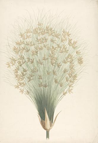 James Bruce Cyperus papyrus L. (Papyrus Sedge): finished drawing of inflorescence