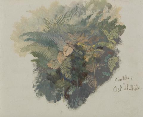 Edward Lear A Study of Ferns, Civitella