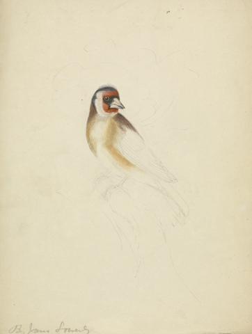 James Sowerby A European Goldfinch