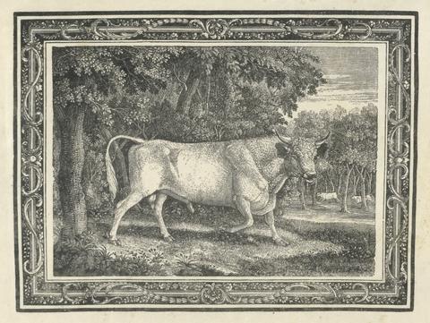 Thomas Bewick The Wild Bull of Chillingham