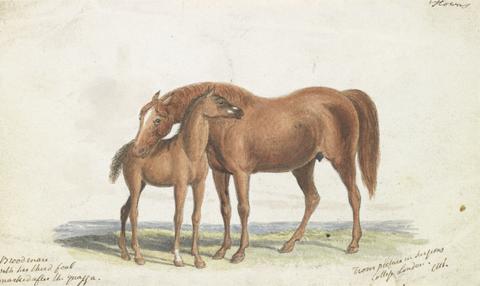 Charles Hamilton Smith Brood Mare and Third Foal, with Marks of Quagga