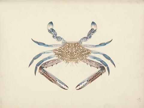 Luigi Balugani Portunua pelagicus (Blue Crab)