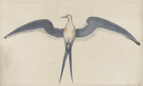 Mrs. P. D. H. Page Frigate Bird, after the Original by John White in the British Museum [Caribbean and Oceanic, No. 16]