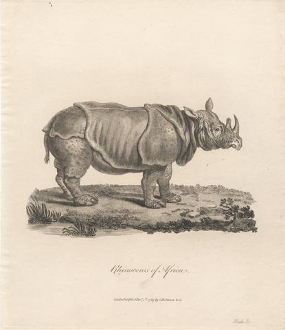 James Heath Rhinoceros of Africa
