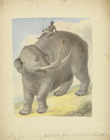 James Sowerby Elephant with Rider
