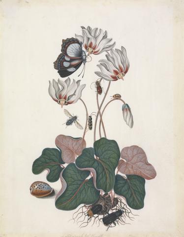 Bolton, James, active 1775-1795, artist. Cyclamen (cf. Cyclamen L.) and (Lepidoptera Nymphalidae Pyrrhogyra sp.), with Northern dune tiger beetle (Cicindela ?hybrida), Leaf beetle (Coleoptera Chrysomelidae), Flesh fly (Diptera Sarcophagidae), Wasp beetle (Clytus arietis), Red-breasted carrion beetle (Oiceoptoma throracica) and, Sexton or Burying beetle (Nicrophorus humator), with shell (Mauritia arabica) from the natural history cabinet of Anna Blackburne.