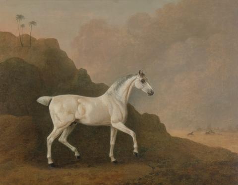 John Boultbee A Grey Arab Stallion in a Desert Landscape