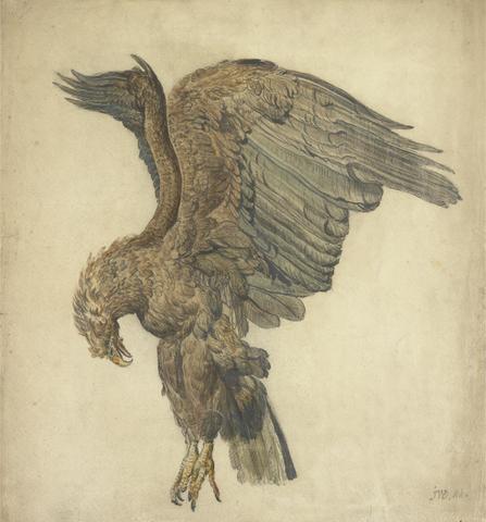 James Ward Study of a Plunging Eagle