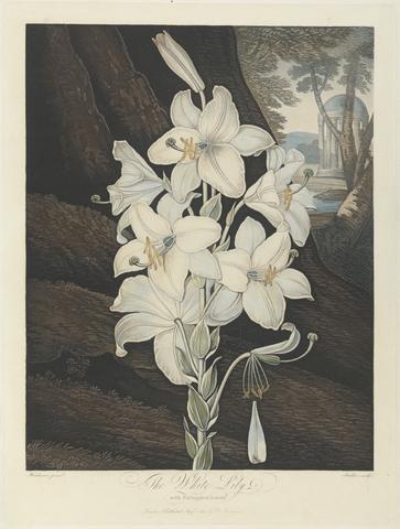 Joseph Constantine Stadler The White Lily with Variegated-Leaves, 1800, from Robert John Thornton, the 'Temple of Flora', 1799-1812