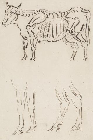 Skeletal Drawing, and Leg Studies, of Cattle